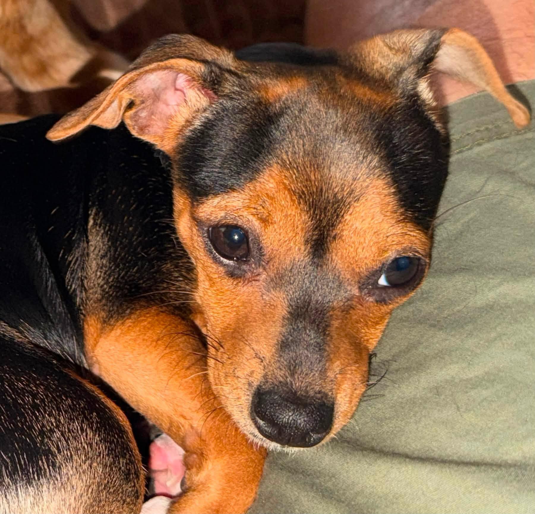 Enlarge Cherry, a ADOPTABLE Mixed Breed in Chino valley, AZ image 3/6