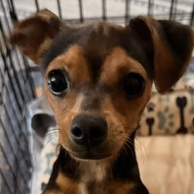 Cherry, ADOPTABLE, Puppy Female Mixed Breed.