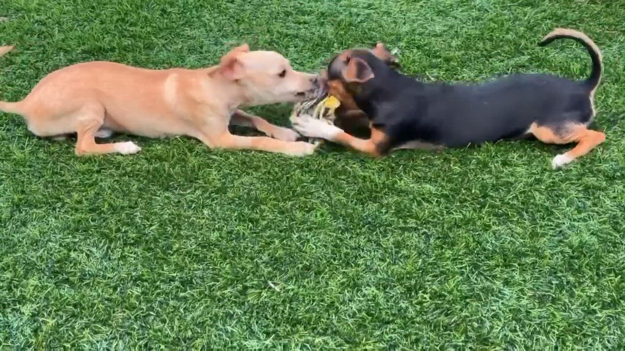 Enlarge Cherry, a ADOPTABLE Mixed Breed in Chino valley, AZ video 5/6