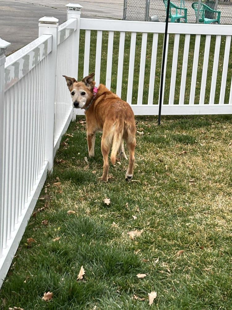 Molly, Adoptable, Senior Female Australian Cattle Dog / Blue Heeler.