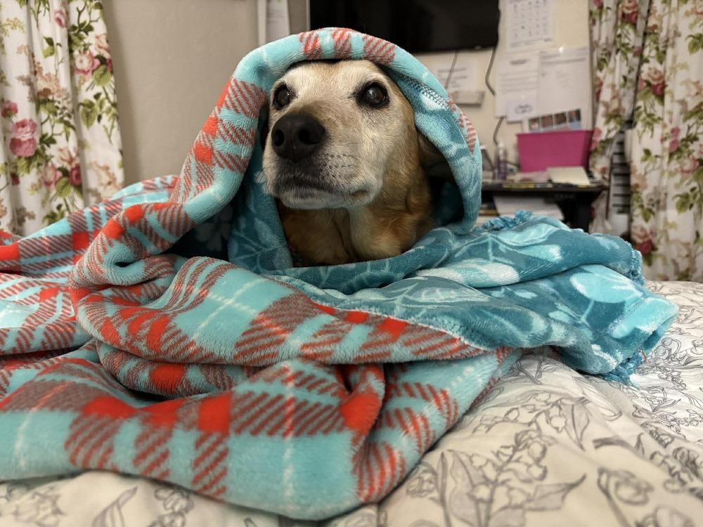 Molly, a Adoptable mixed breed in Eagle, ID image 2/5