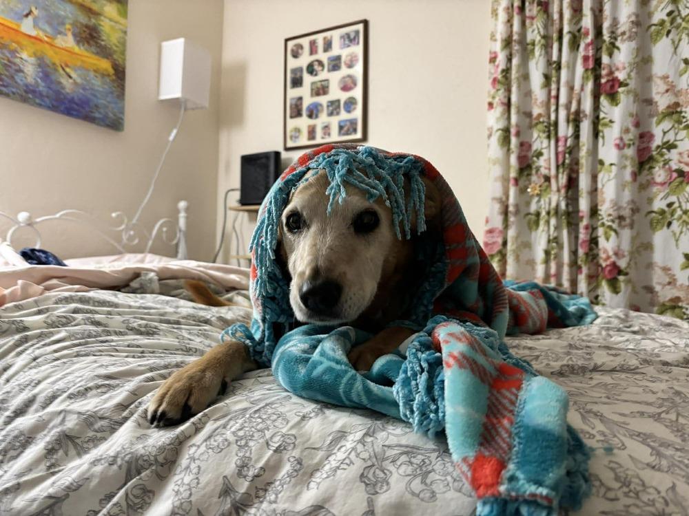 Molly, a Adoptable mixed breed in Eagle, ID image 3/5