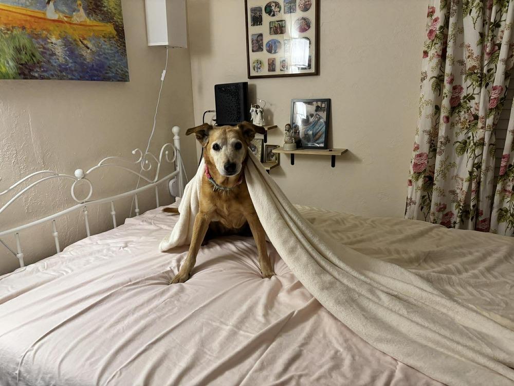 Molly, a Adoptable mixed breed in Eagle, ID image 4/5