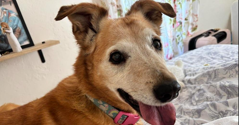 Molly, a Adoptable mixed breed in Eagle, ID image 5/5