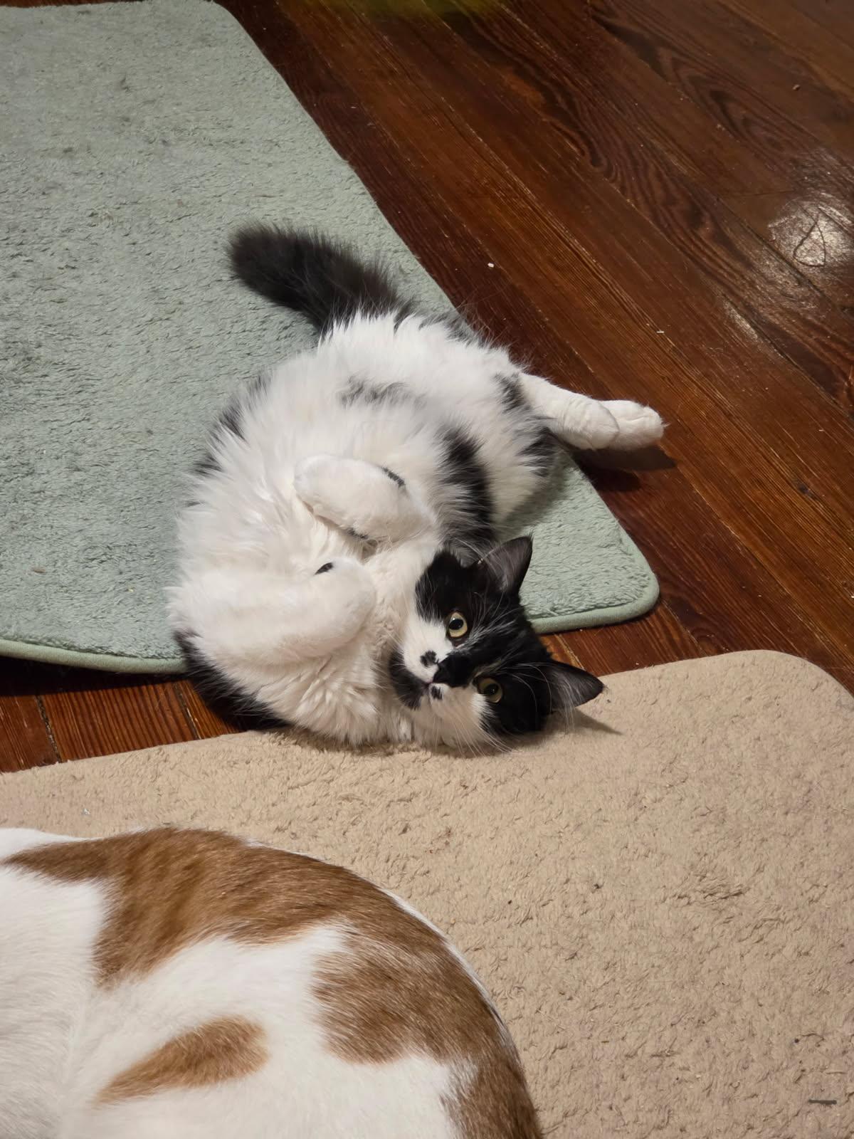 Enlarge Hail and Blizzard, a ADOPTABLE Domestic Medium Hair in Melrose, MA image 5/5