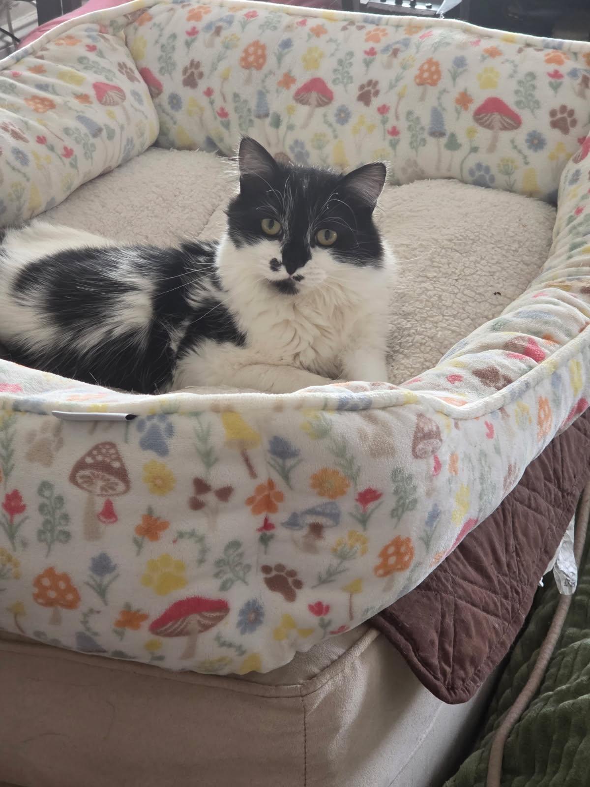 Enlarge Hail and Blizzard, a ADOPTABLE Domestic Medium Hair in Melrose, MA image 3/5