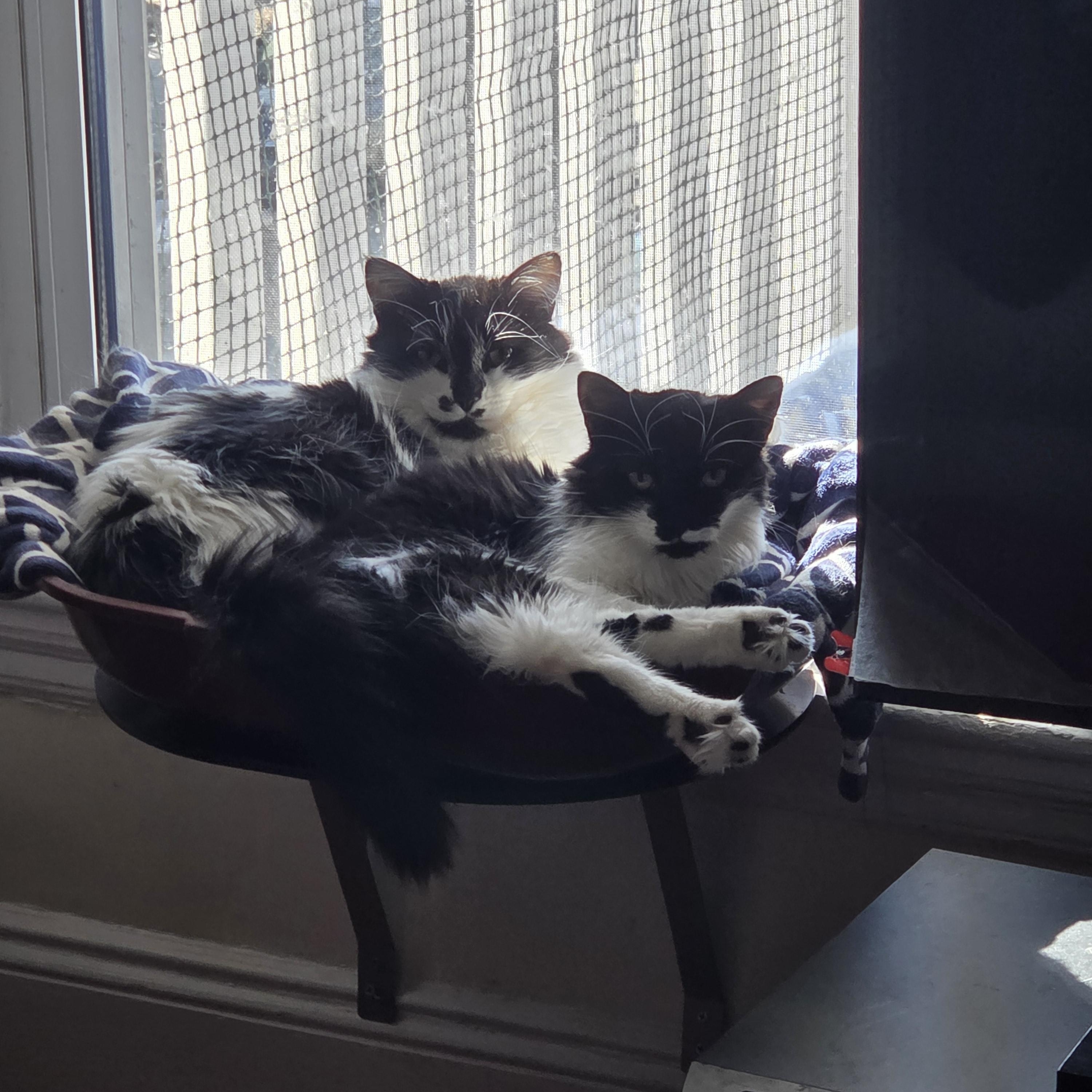 Hail and Blizzard, ADOPTABLE, Kitten Male Domestic Medium Hair.