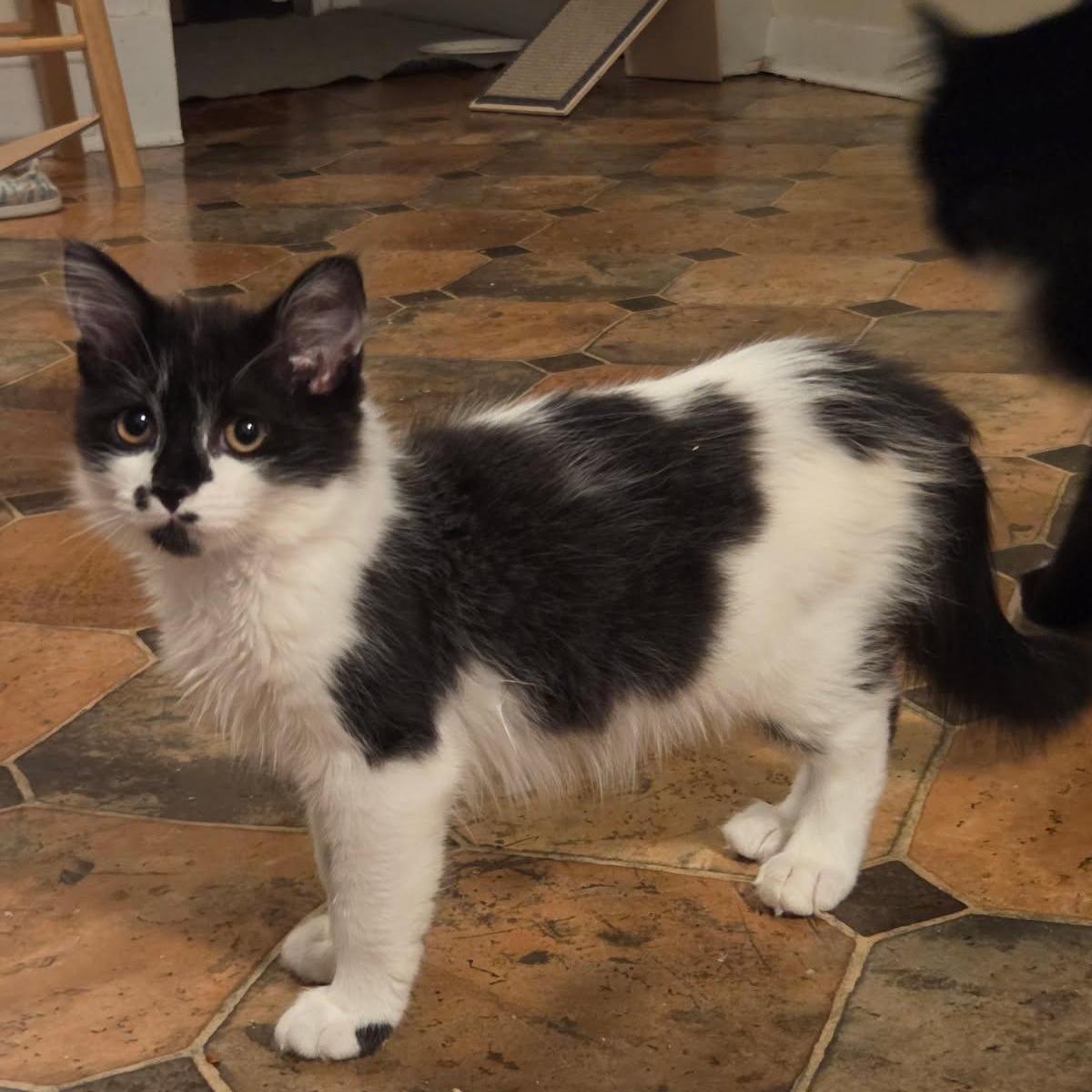 Enlarge Hail and Blizzard, a ADOPTABLE Domestic Medium Hair in Melrose, MA image 4/5