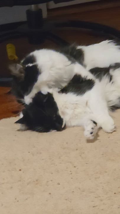 Enlarge Hail and Blizzard, a ADOPTABLE Domestic Medium Hair in Melrose, MA video 2/5