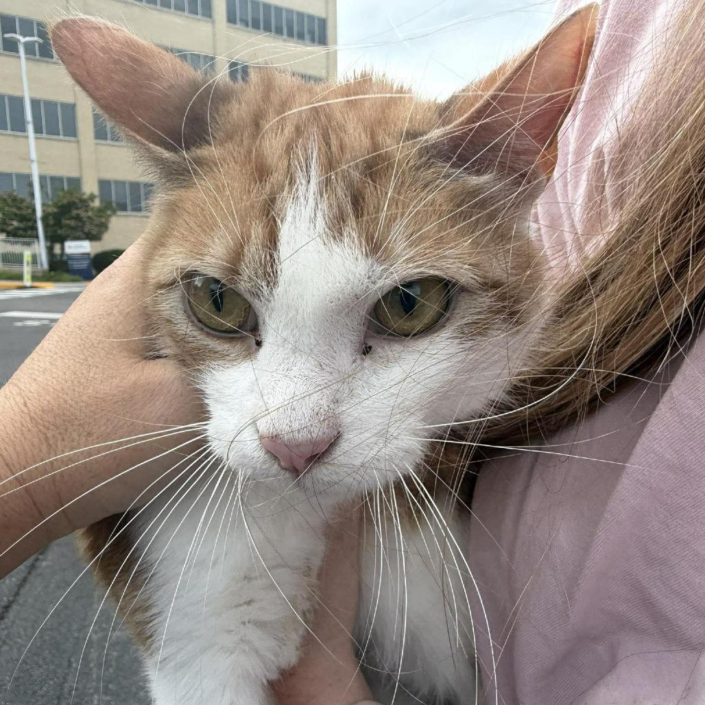 Tucker, a Adoptable Domestic Short Hair in Rocky Mount, VA image 1/2
