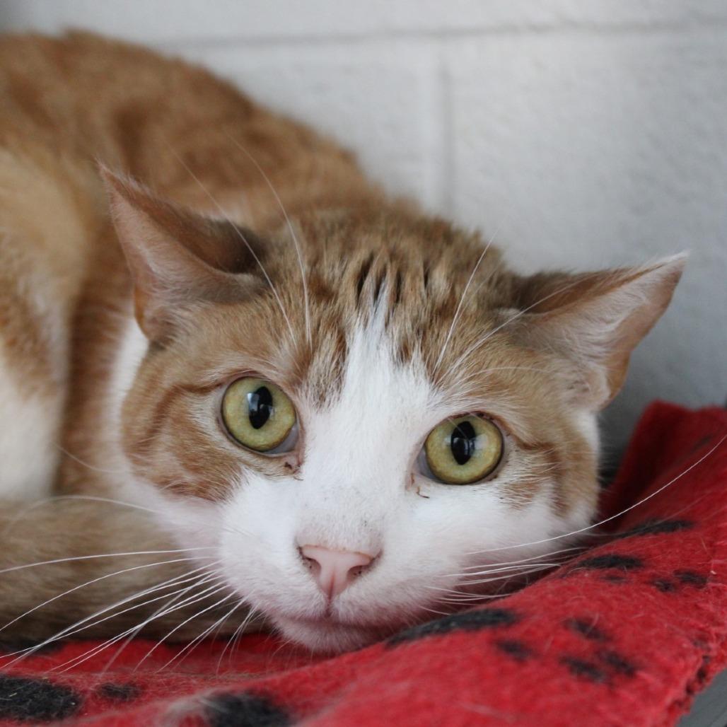 Tucker, a Adoptable Domestic Short Hair in Rocky Mount, VA image 2/2