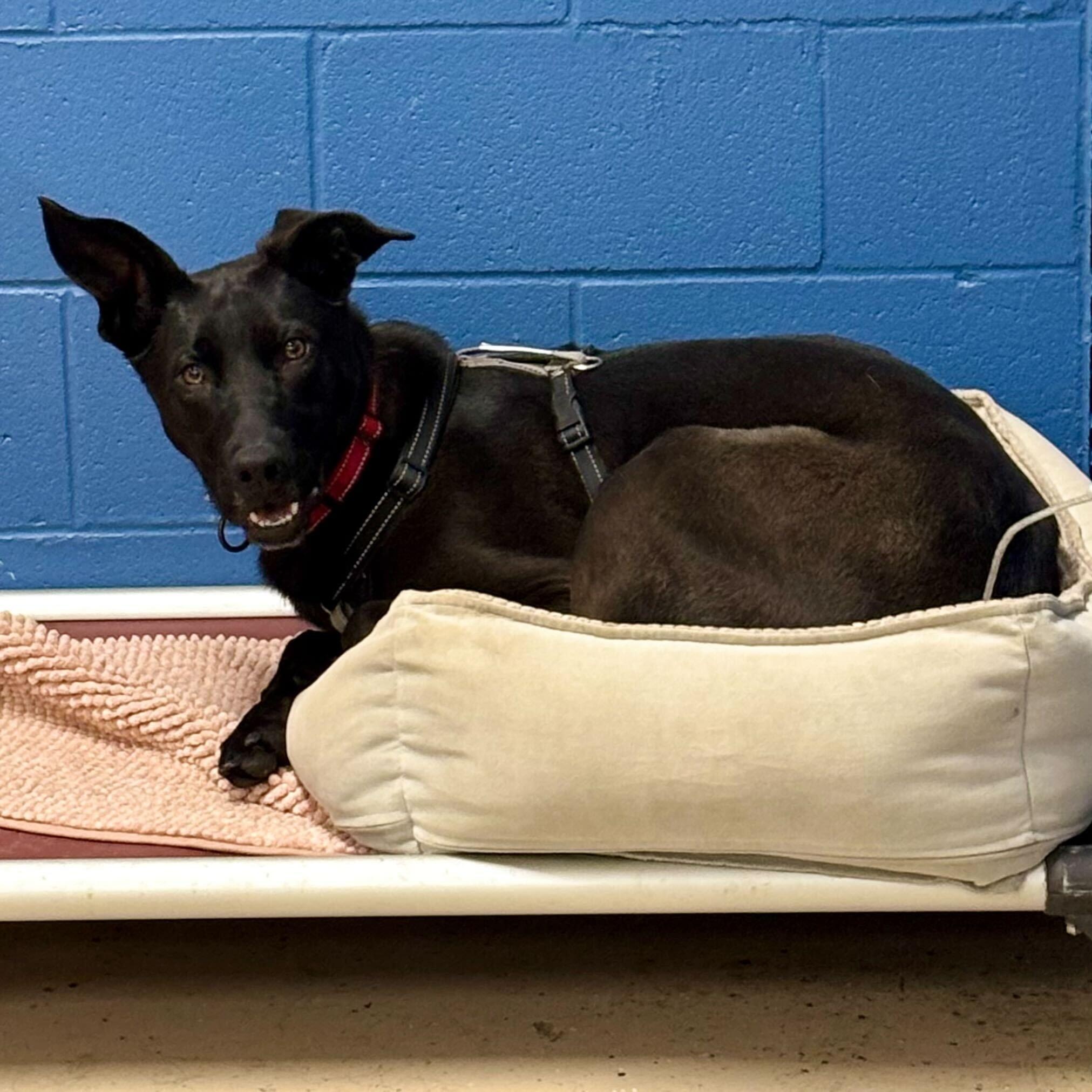 Enlarge Robocop, a ADOPTABLE mixed breed in Indianapolis, IN image 2/4