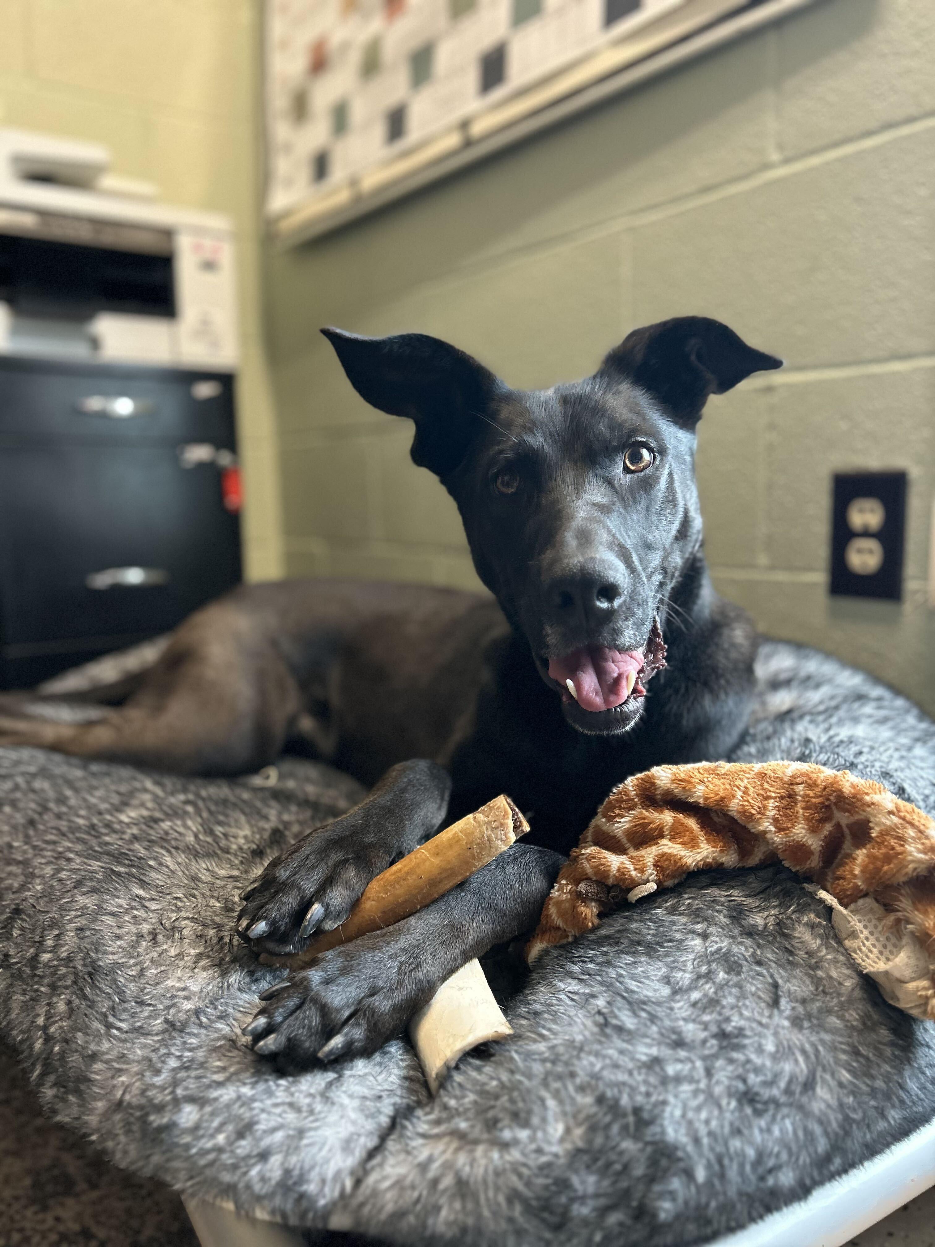 Enlarge Robocop, a Adoptable mixed breed in Indianapolis, IN image 5/5