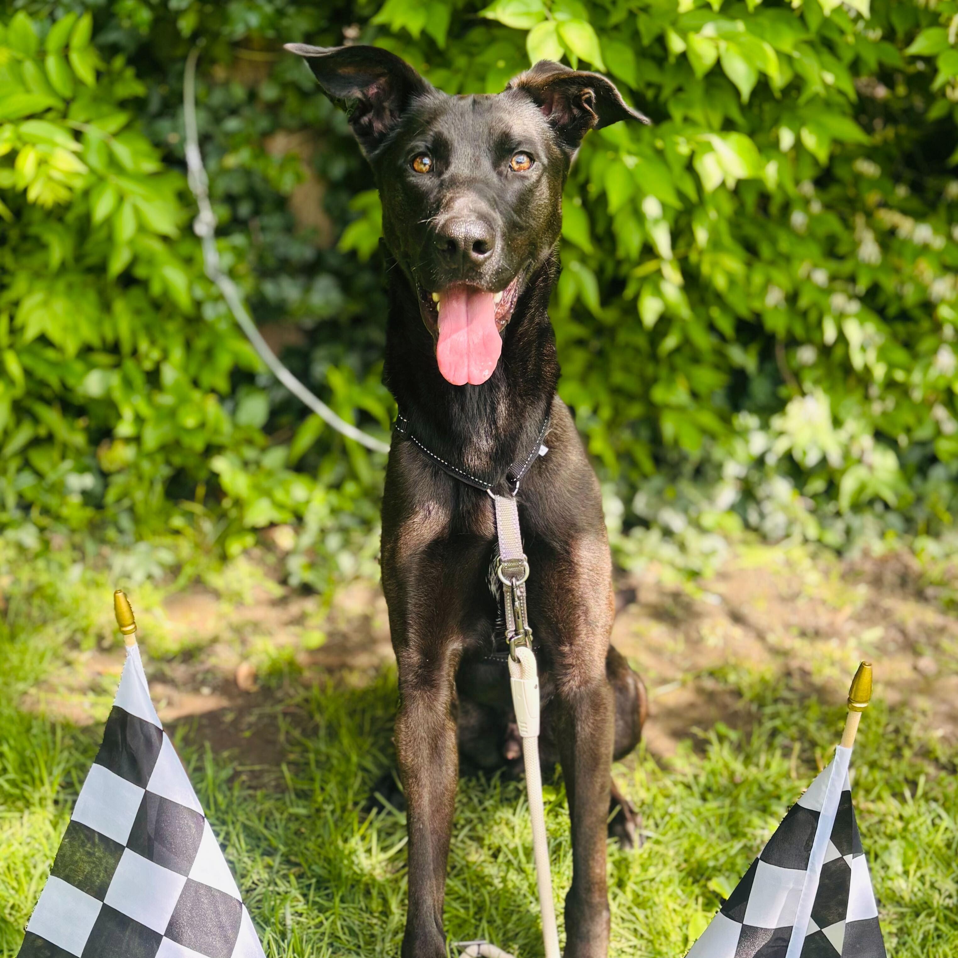 Robocop, ADOPTABLE, Adult Male German Shepherd Dog.