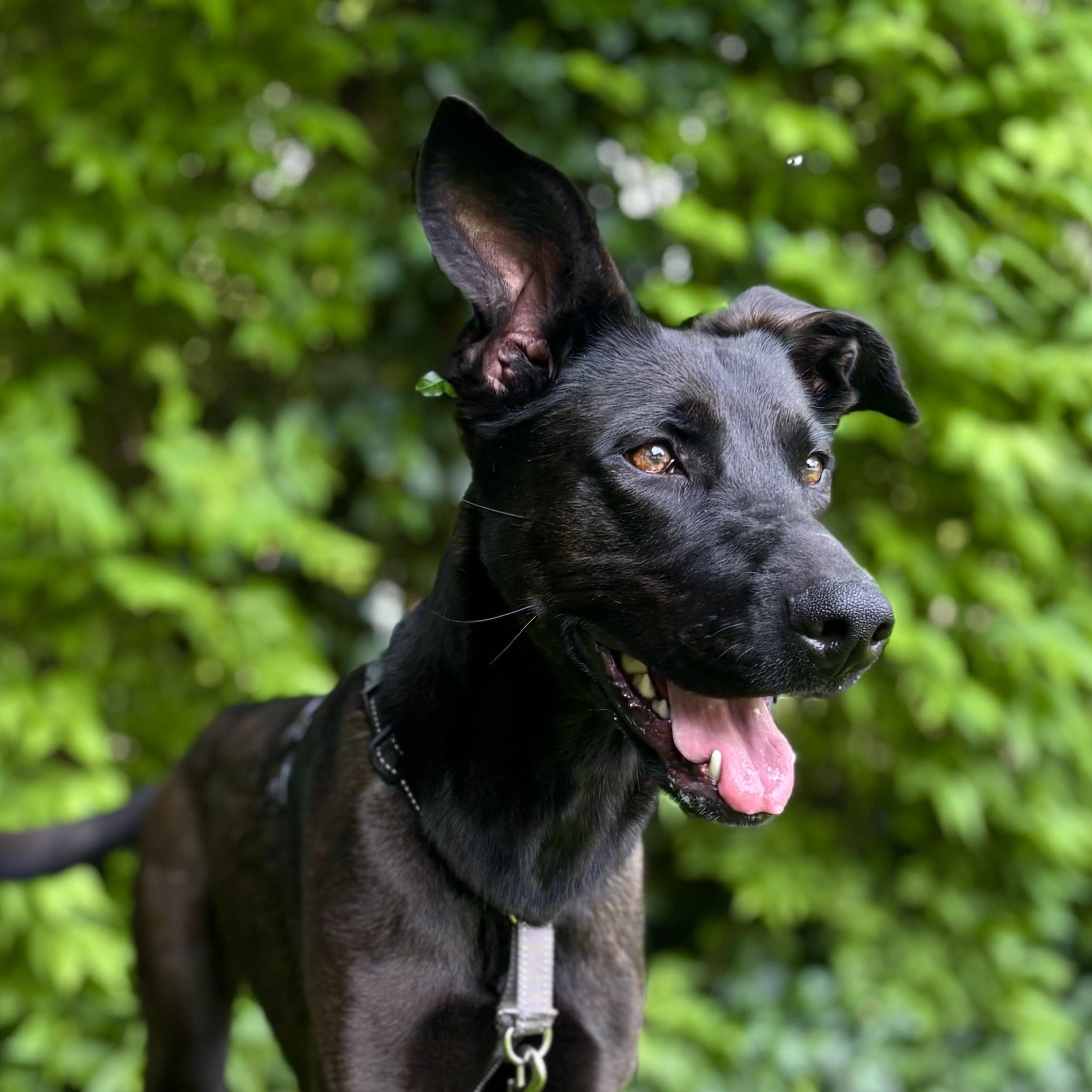 Enlarge Robocop, a ADOPTABLE mixed breed in Indianapolis, IN image 4/4
