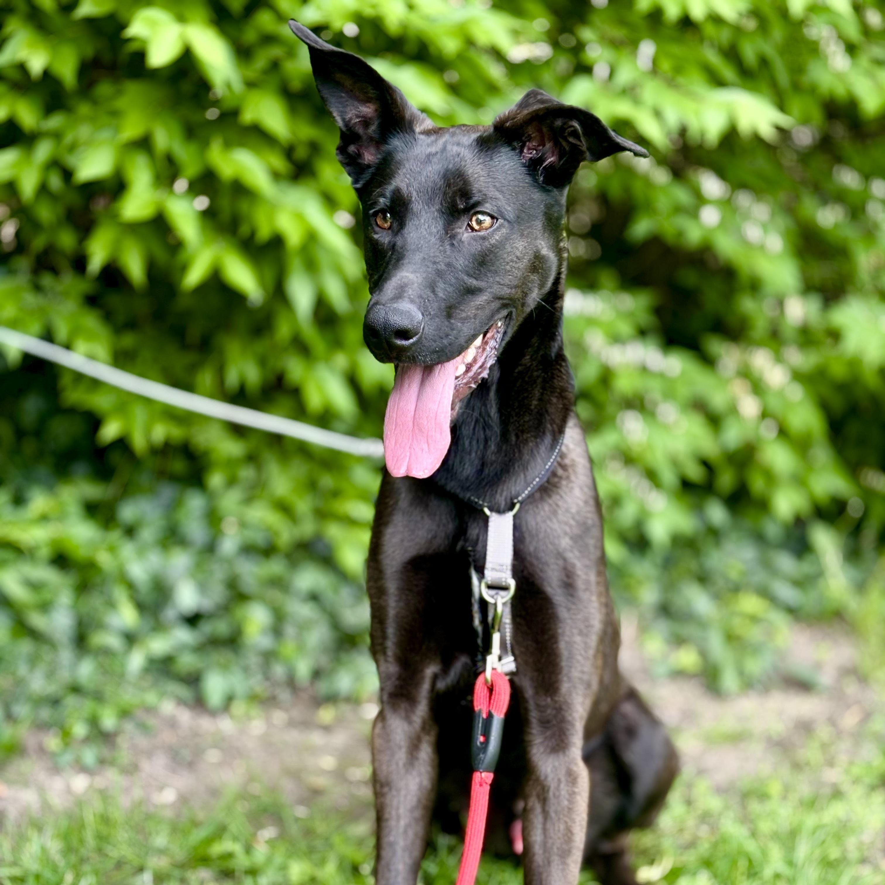 Enlarge Robocop, a ADOPTABLE mixed breed in Indianapolis, IN image 3/4