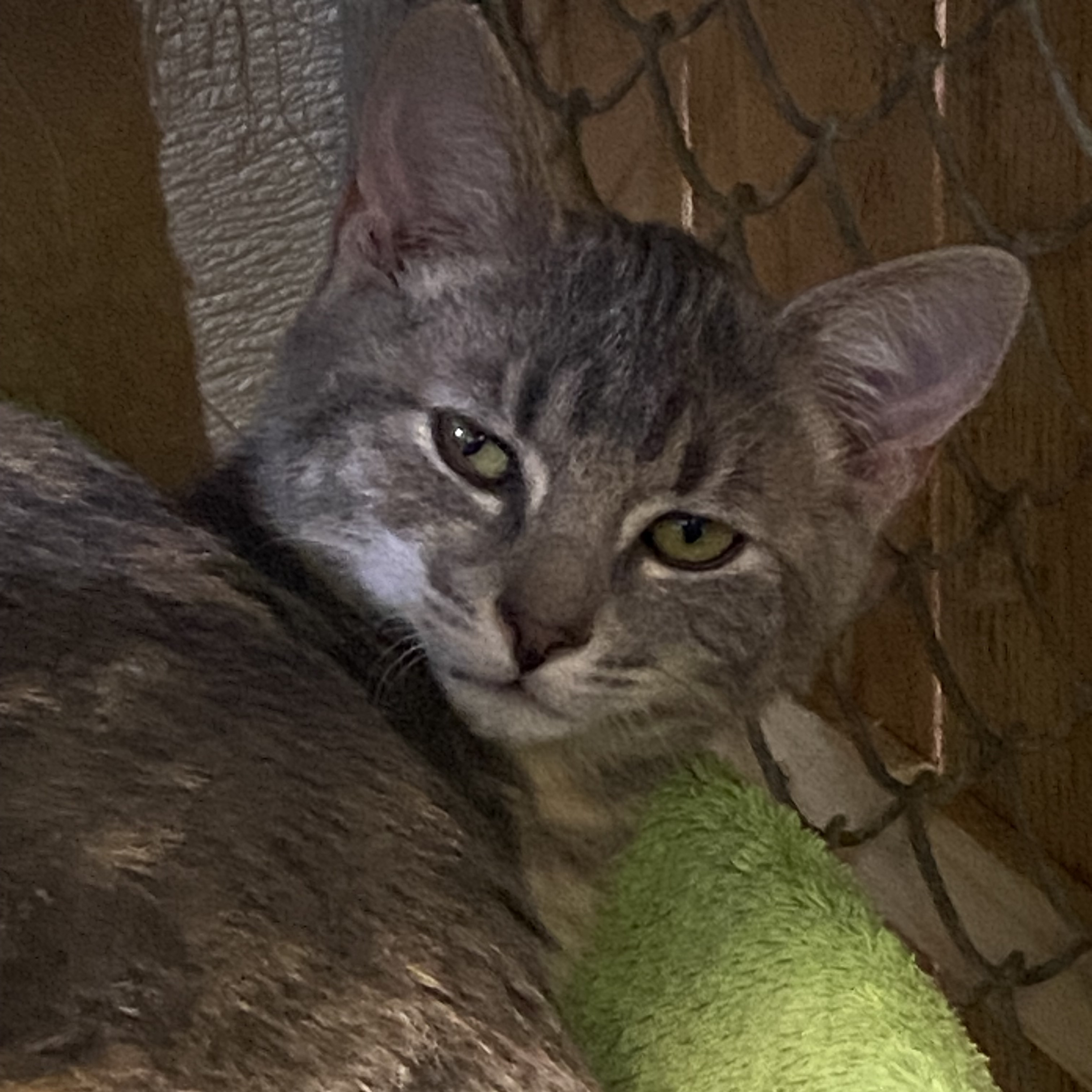 Lexington, a Adoptable mixed breed in Stanwood, WA image 2/2