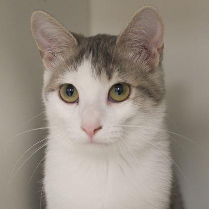Enlarge Tabitha, a Adoptable mixed breed in Verona, WI image 1/3