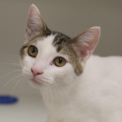 Enlarge Tabitha, a Adoptable mixed breed in Verona, WI image 2/3