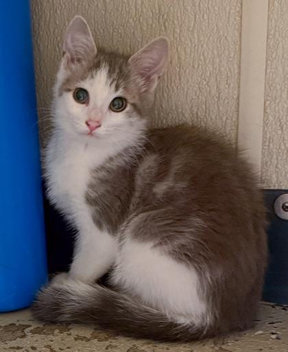 Enlarge Tabitha, a Adoptable mixed breed in Verona, WI image 3/3