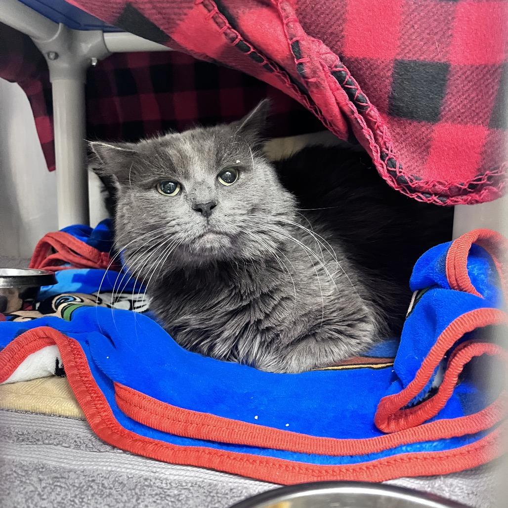 Ollie, Adoptable, Adult Male Domestic Long Hair.