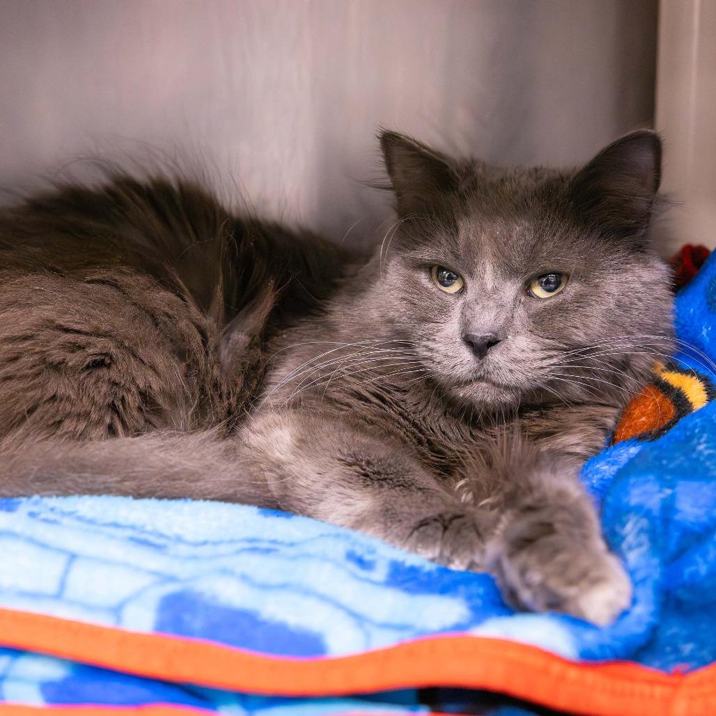 Enlarge Ollie, a Adoptable Domestic Long Hair in Mentor, OH image 2/2