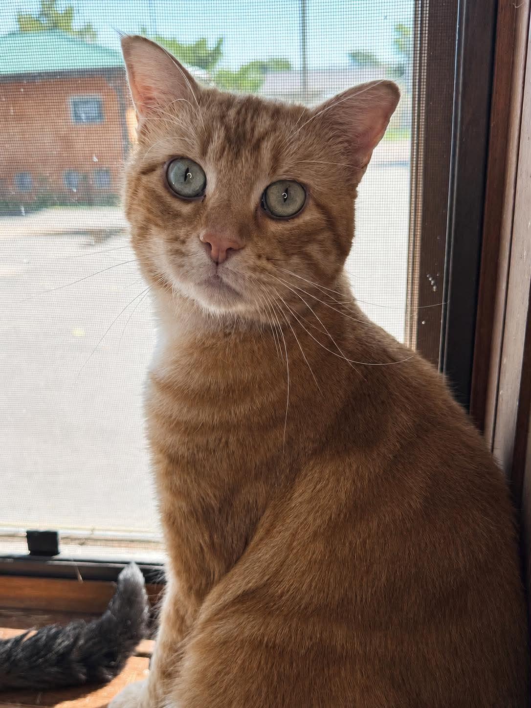 Enlarge Cheddar Bob, an adoptable Domestic Short Hair in Sioux Falls, SD image 3/3