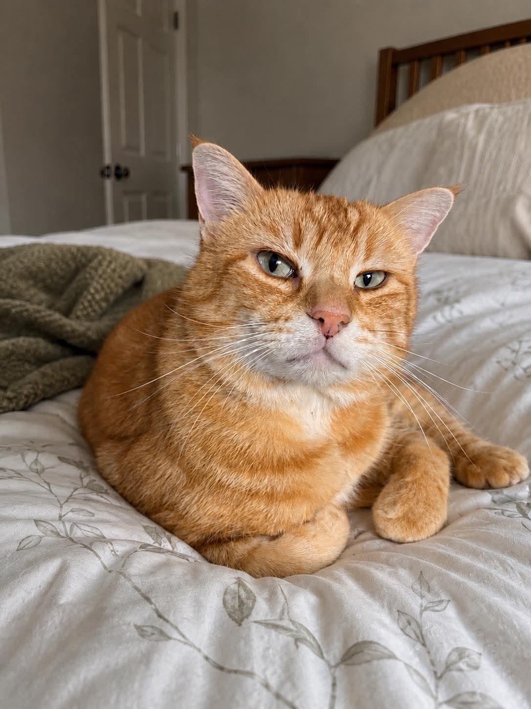 Enlarge Cheddar Bob, an adoptable Domestic Short Hair in Sioux Falls, SD image 2/3