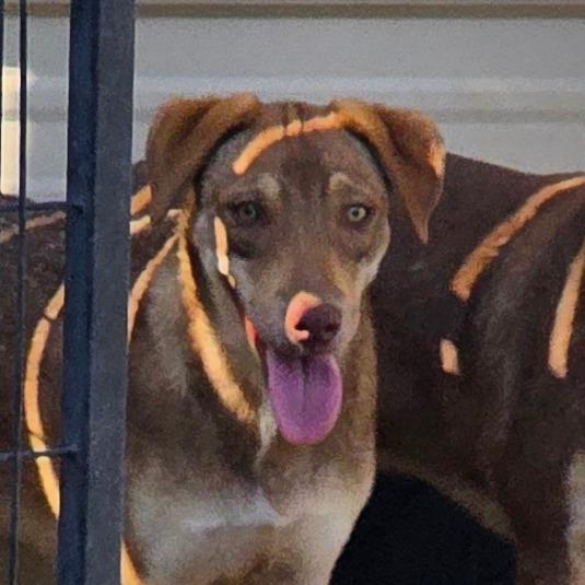 Enlarge Cooper, a Adoptable Labrador Retriever in Goltry, OK image 1/3