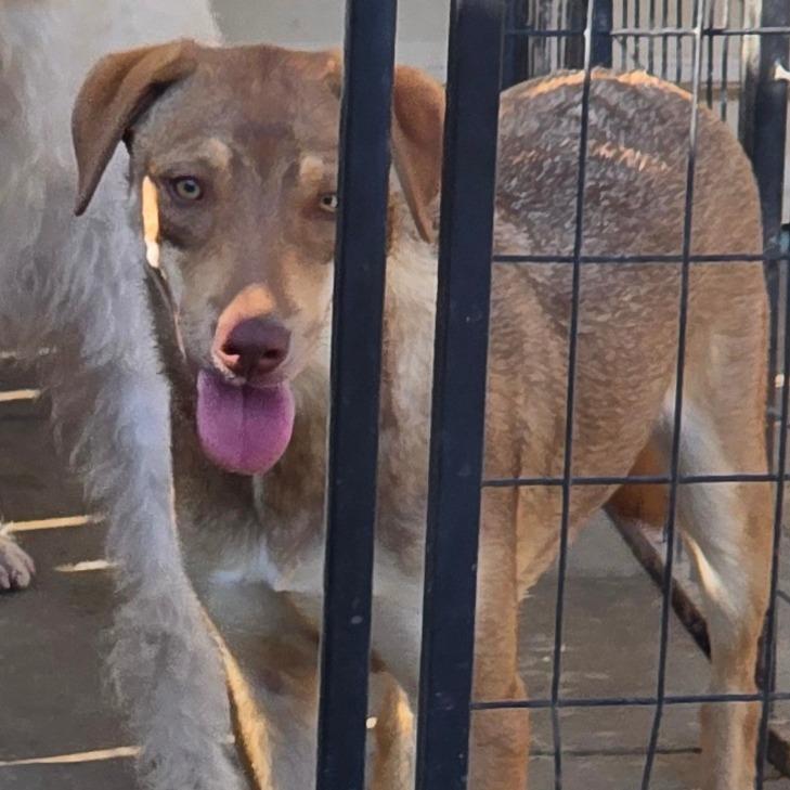 Enlarge Cooper, a Adoptable Labrador Retriever in Goltry, OK image 2/3