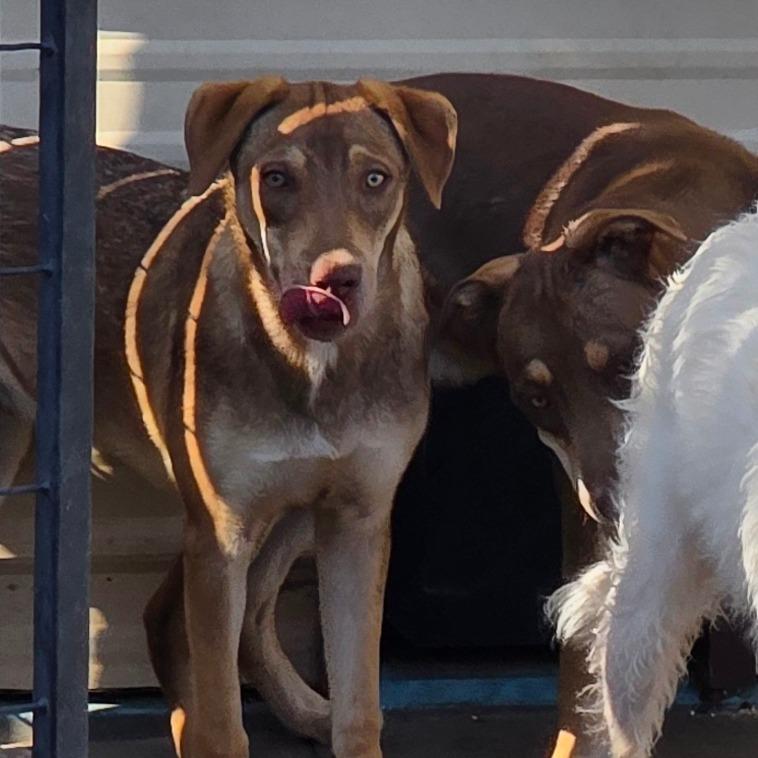Enlarge Cooper, a Adoptable Labrador Retriever in Goltry, OK image 3/3