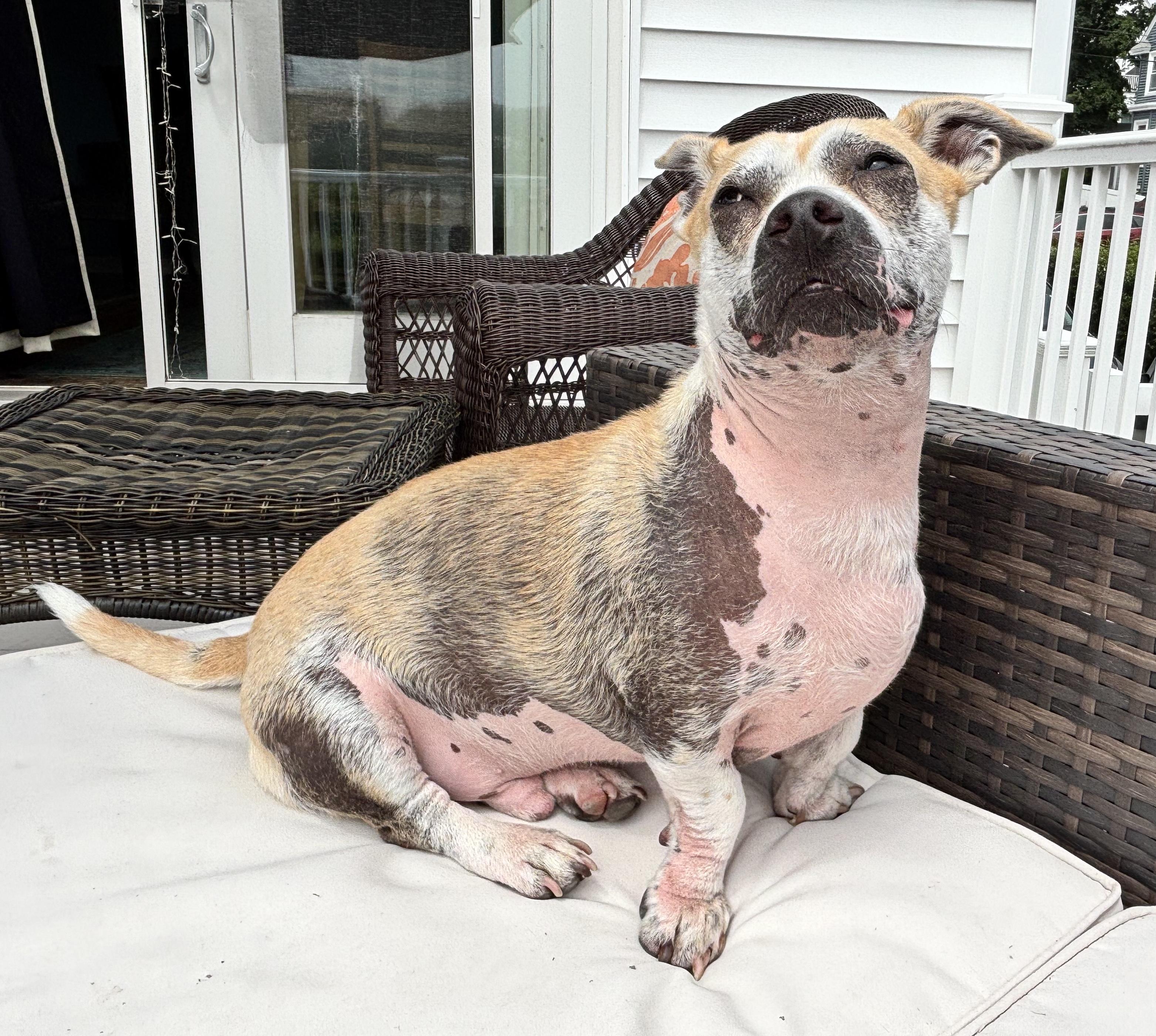 Enlarge Percy, a ADOPTABLE mixed breed in Worcester, MA image 4/6