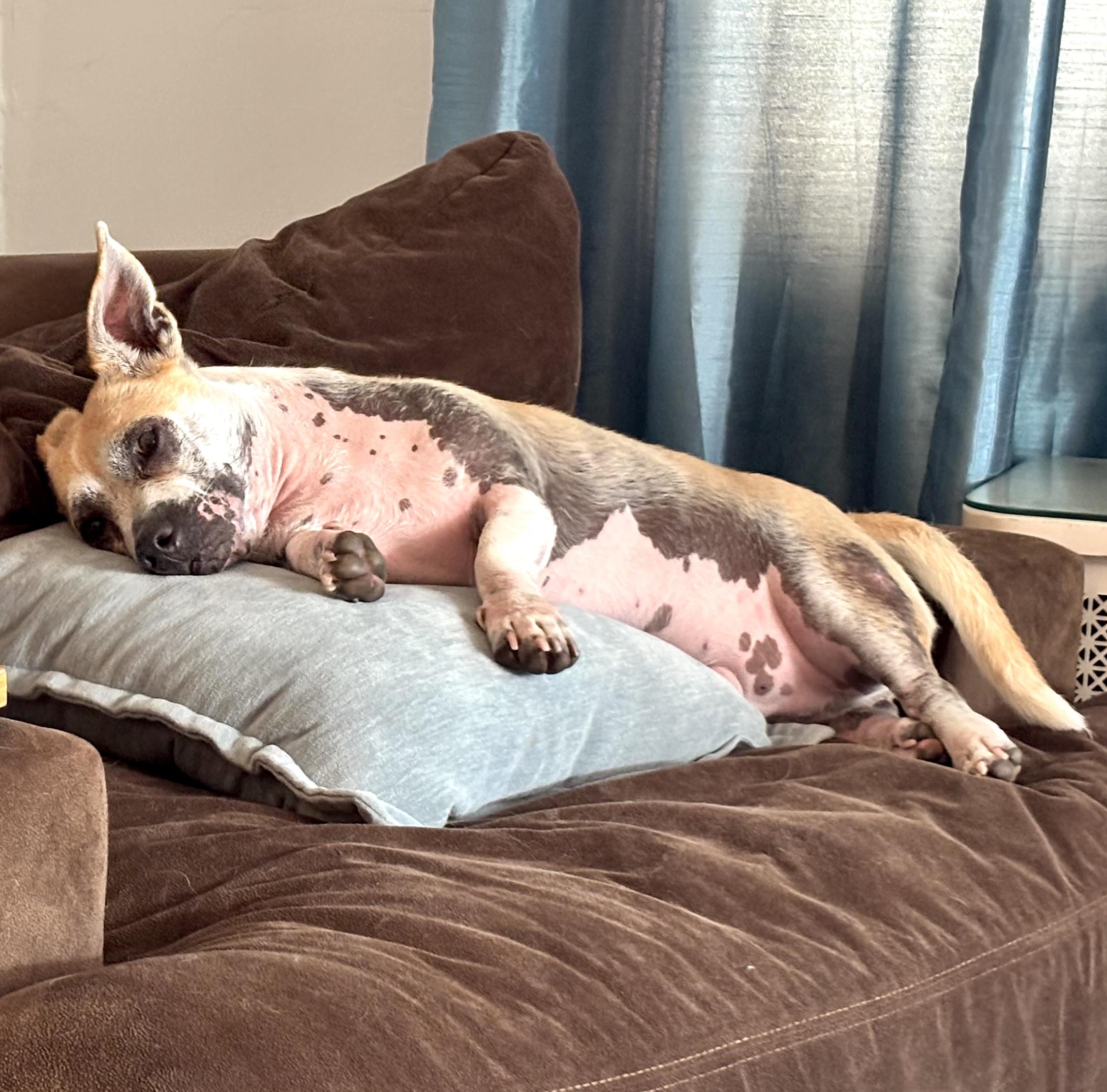 Enlarge Percy, a ADOPTABLE mixed breed in Worcester, MA image 5/6