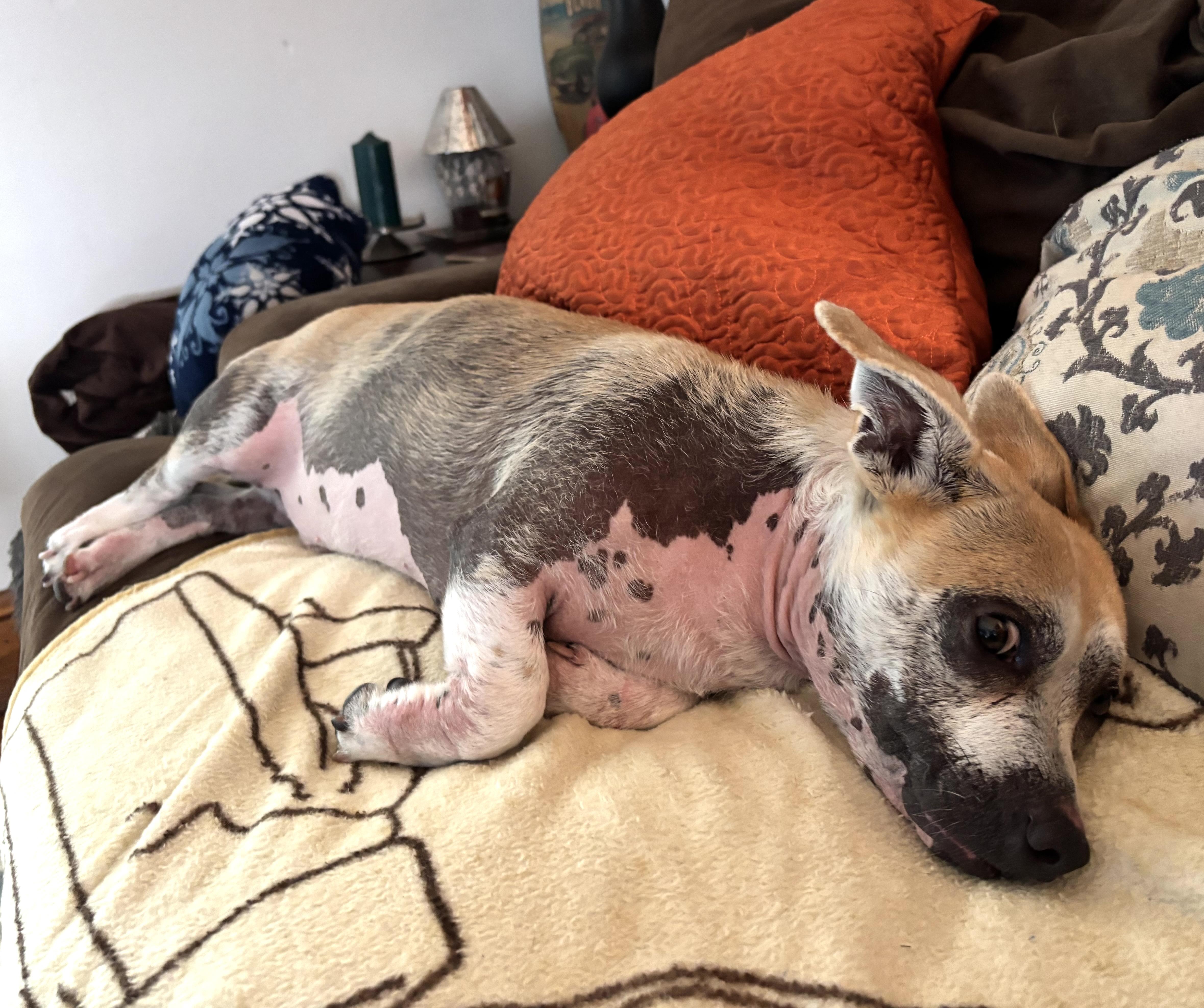 Enlarge Percy, a ADOPTABLE mixed breed in Worcester, MA image 3/6