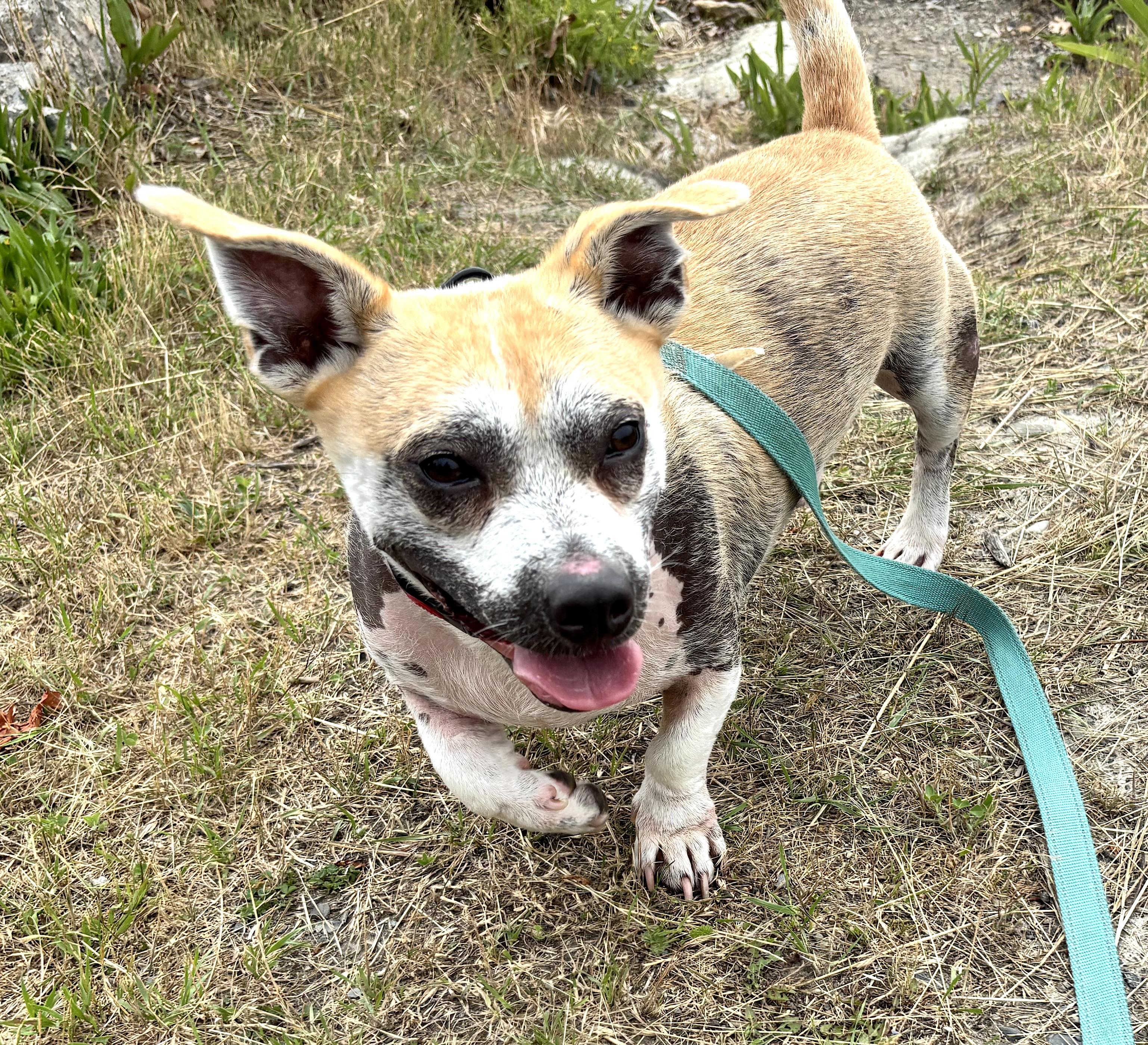 Percy, ADOPTABLE, Adult Male American Staffordshire Terrier.