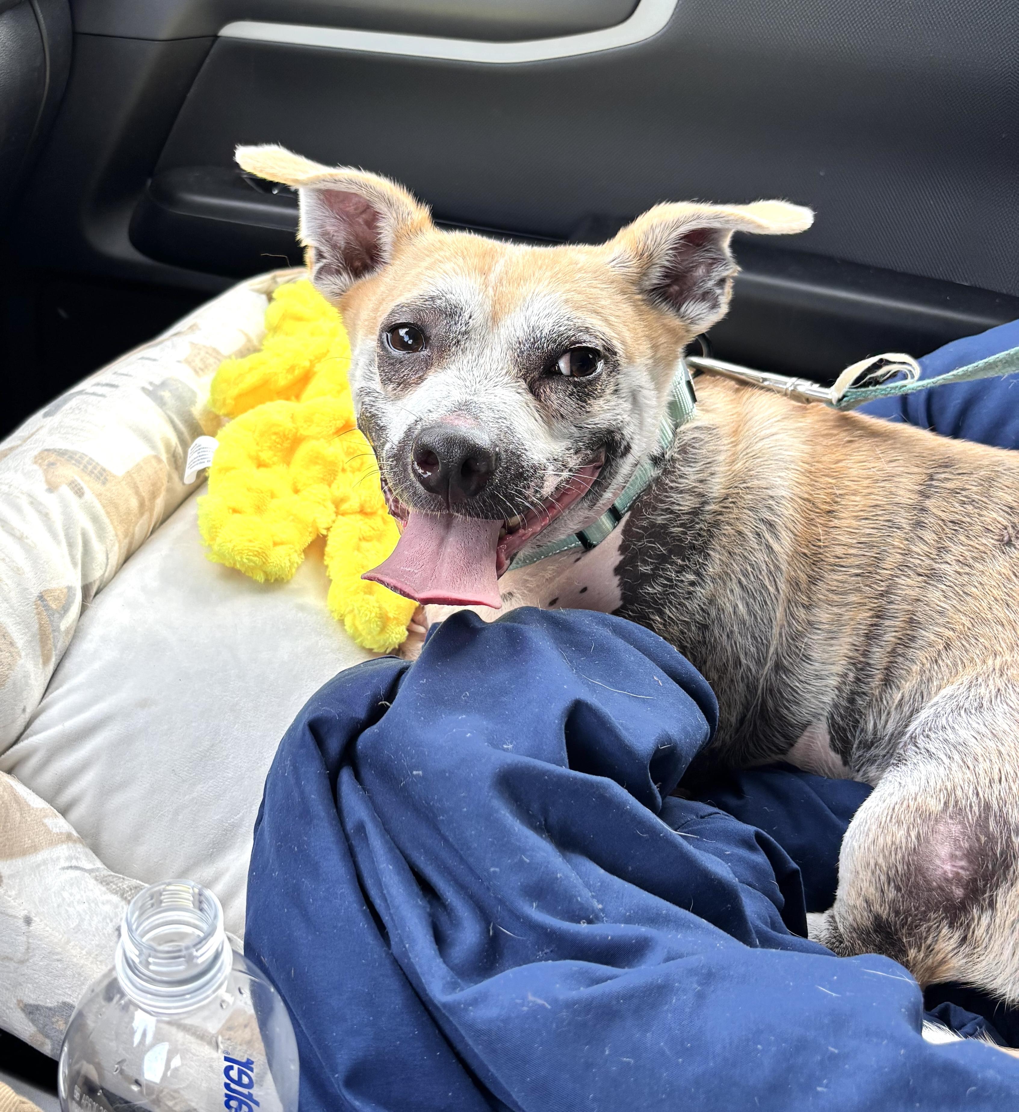 Enlarge Percy, a ADOPTABLE mixed breed in Worcester, MA image 2/6