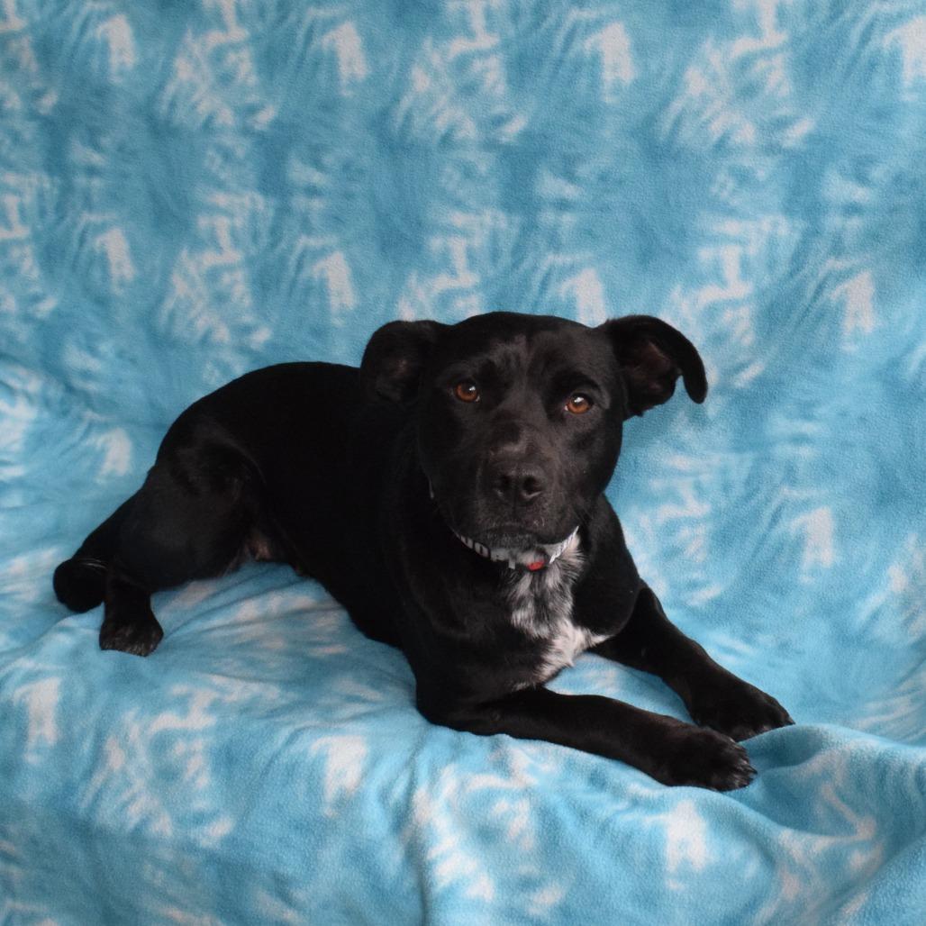 Misty, Adoptable, Young Female Cattle Dog & Mixed Breed.