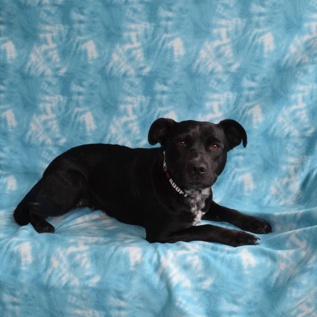 Enlarge Misty, a Adoptable mixed breed in Eureka, CA image 2/5