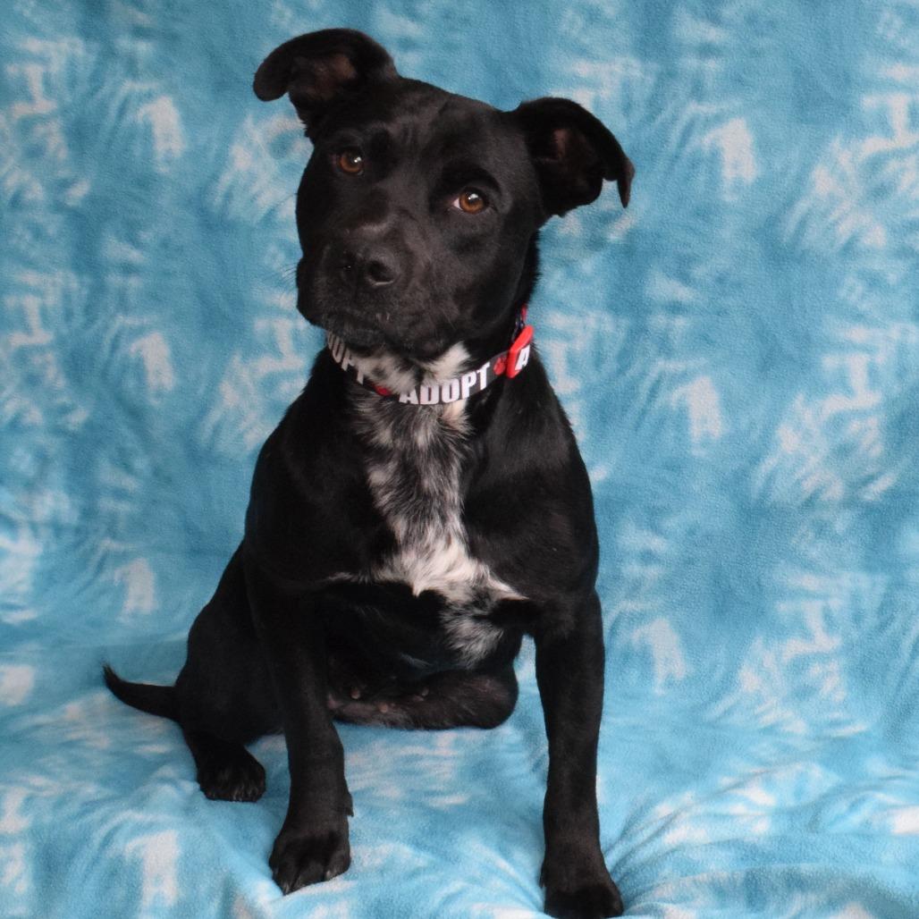 Enlarge Misty, a Adoptable mixed breed in Eureka, CA image 3/5