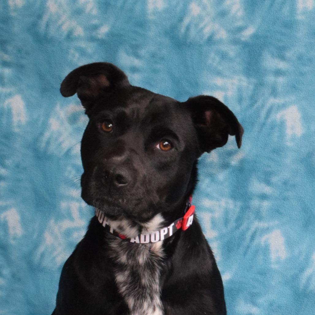 Enlarge Misty, a Adoptable mixed breed in Eureka, CA image 4/5