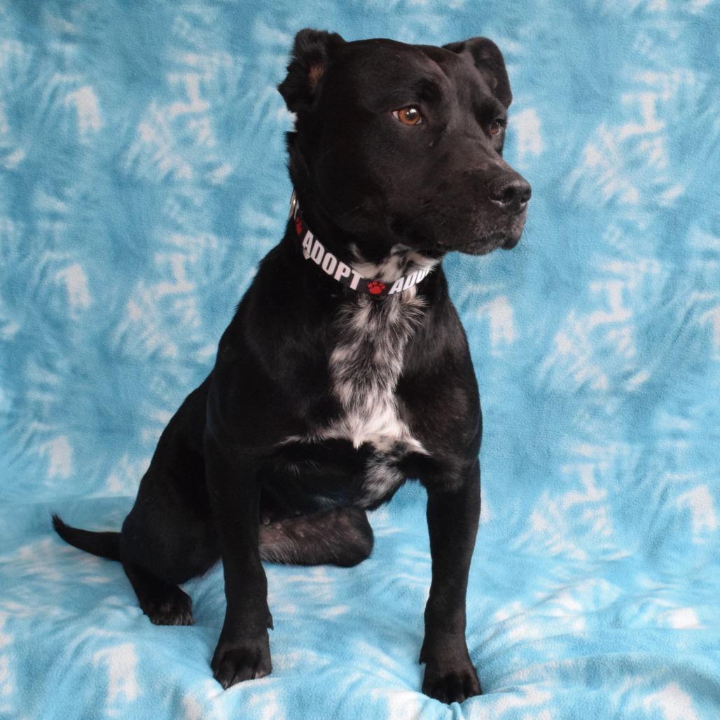 Enlarge Misty, a Adoptable mixed breed in Eureka, CA image 5/5
