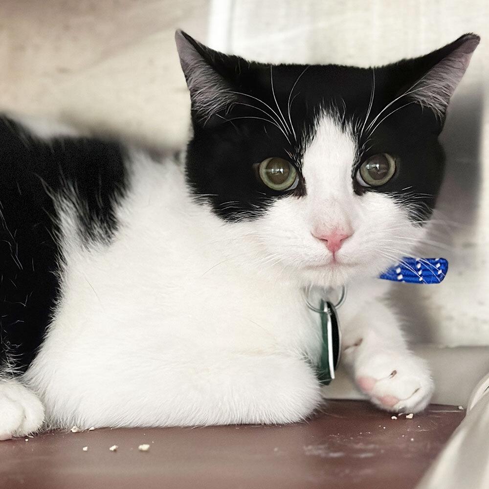 Enlarge Elliott Burke, a Adoptable Domestic Short Hair in Port Washington, NY image 1/2