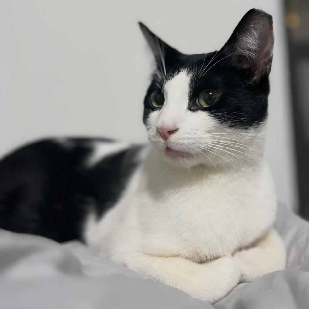 Enlarge Elliott Burke, a Adoptable Domestic Short Hair in Port Washington, NY image 2/2