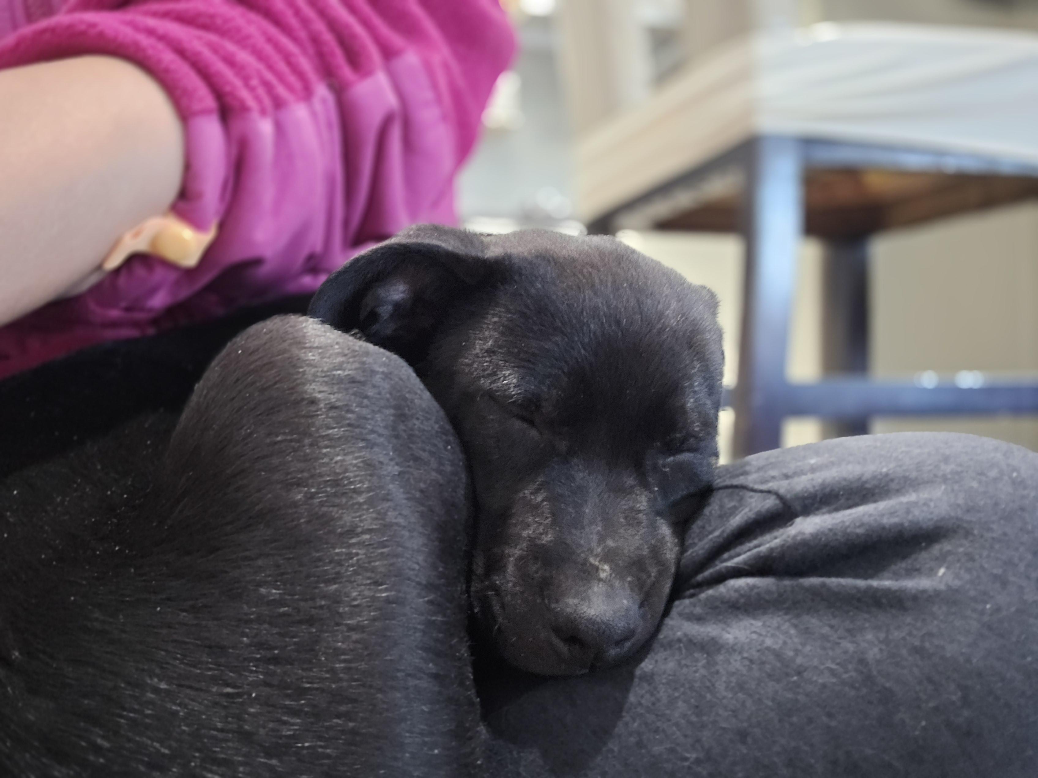 Enlarge #261-26 (Luna), a ADOPTABLE mixed breed in Brighton, CO image 3/4