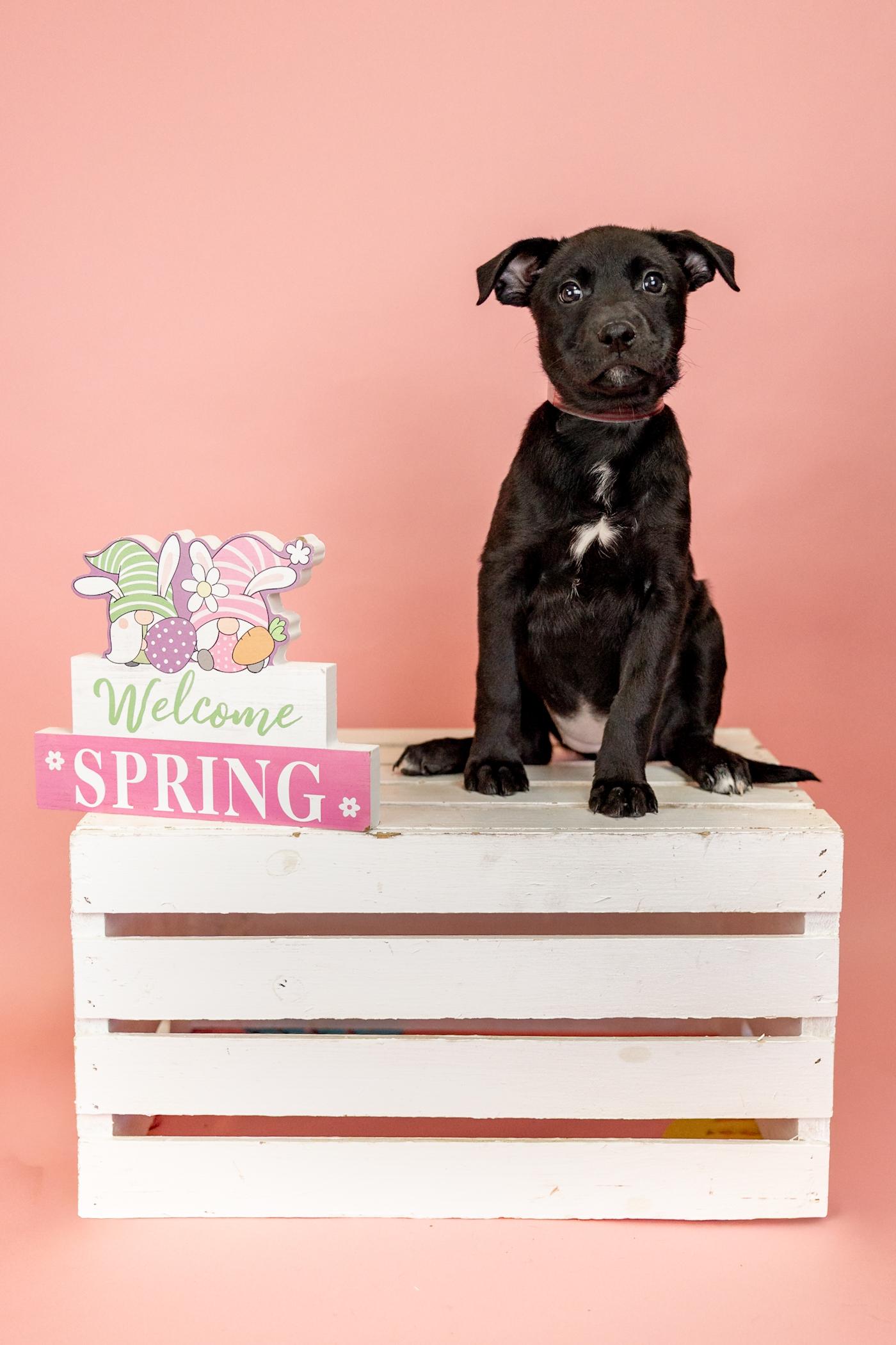 Enlarge #261-26 (Luna), a ADOPTABLE mixed breed in Brighton, CO image 4/4