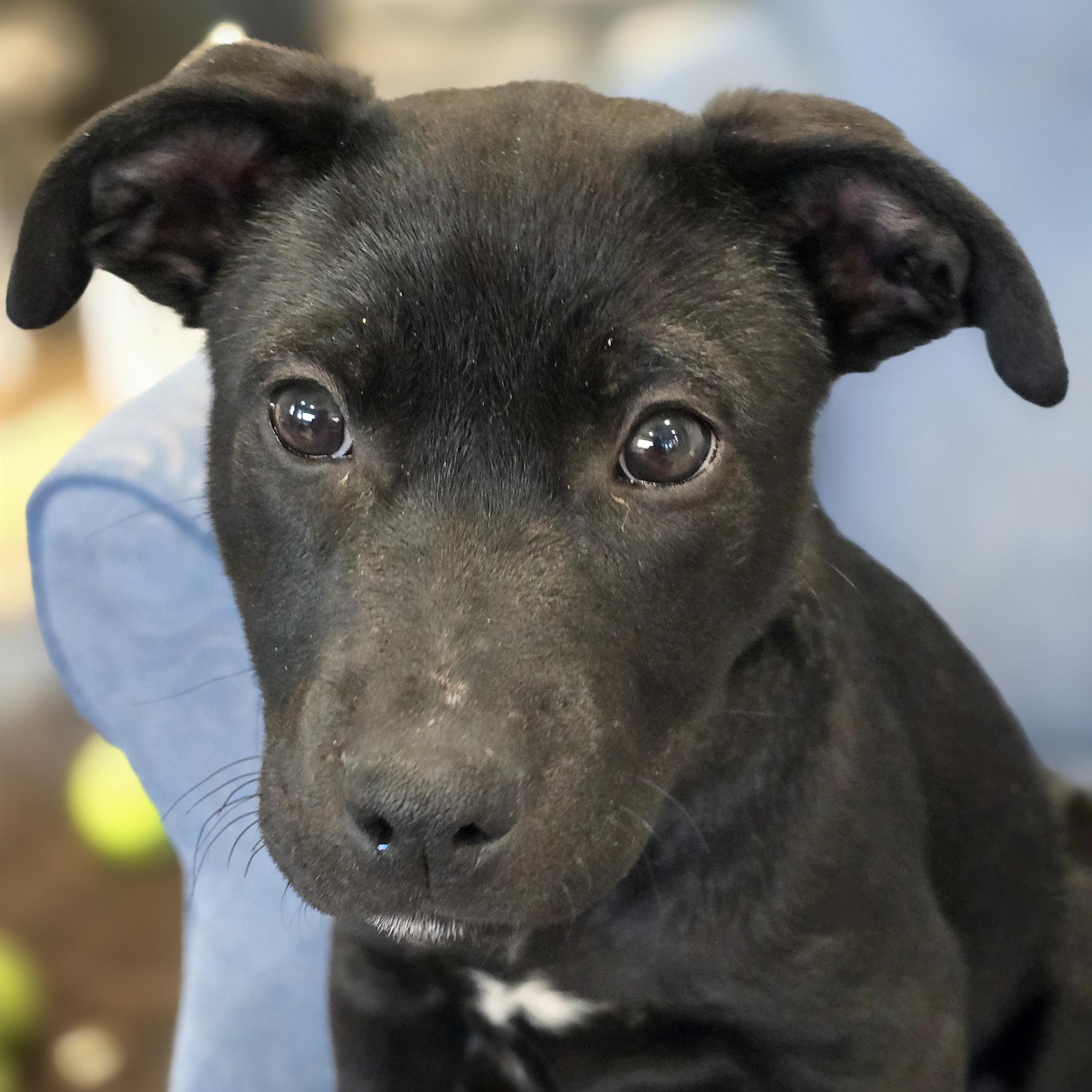 #261-26 (Luna), ADOPTABLE, Puppy Female Pit Bull Terrier.