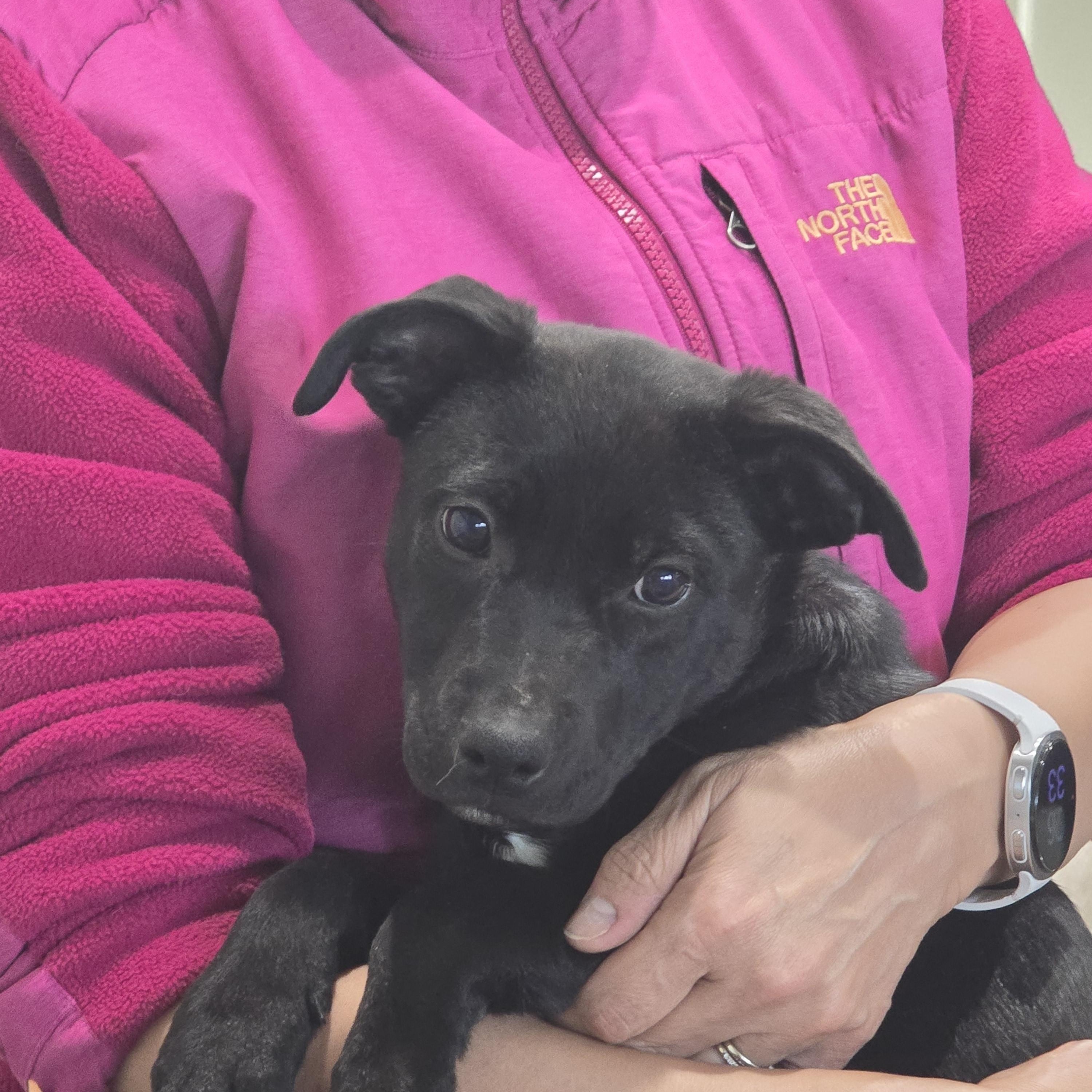 Enlarge #261-26 (Luna), a ADOPTABLE mixed breed in Brighton, CO image 2/4