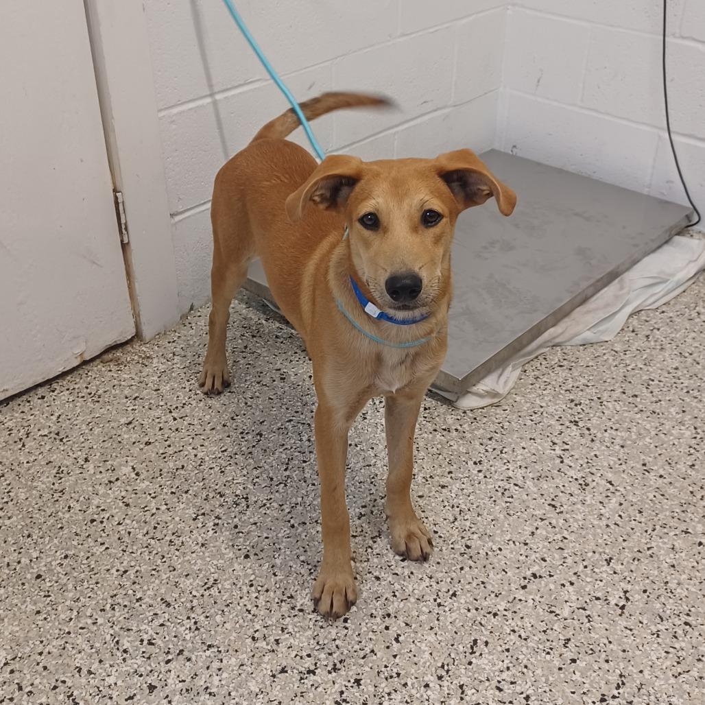 Toaster Strudel, Adoptable, Young Male Retriever & Terrier.