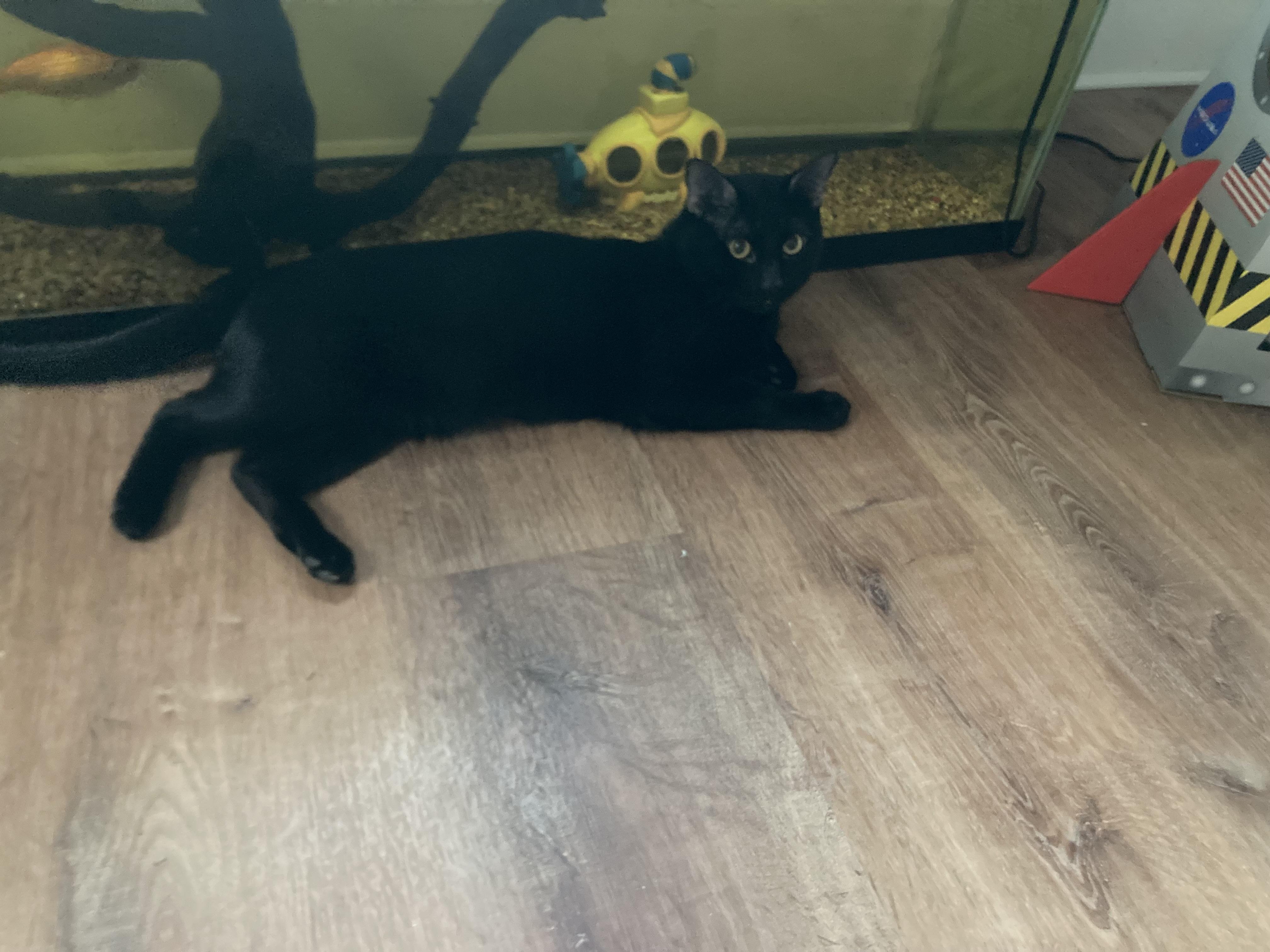 General, a Adoptable Bombay in Brooklyn, NY image 1/3