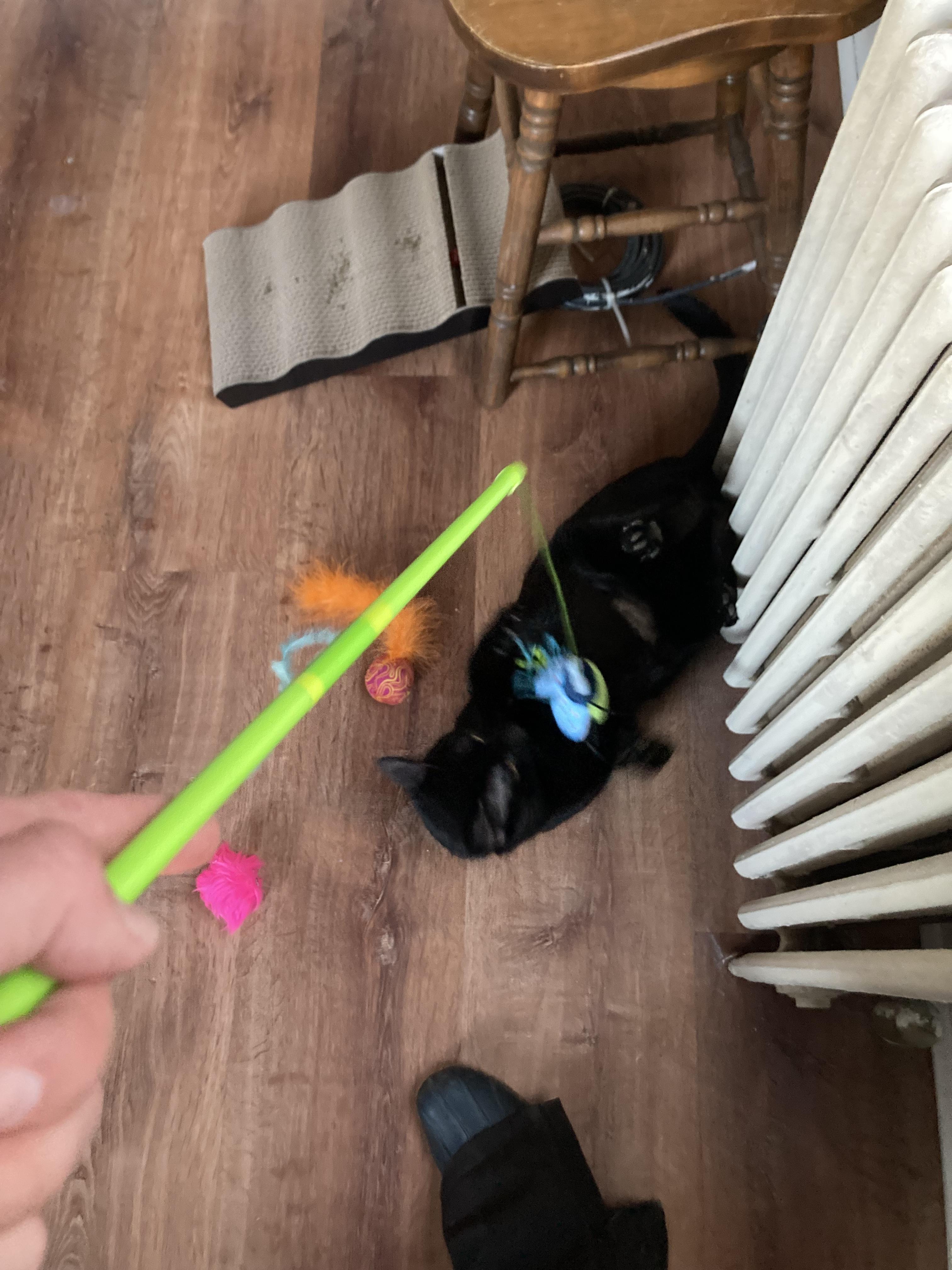 General, a Adoptable Bombay in Brooklyn, NY image 2/3